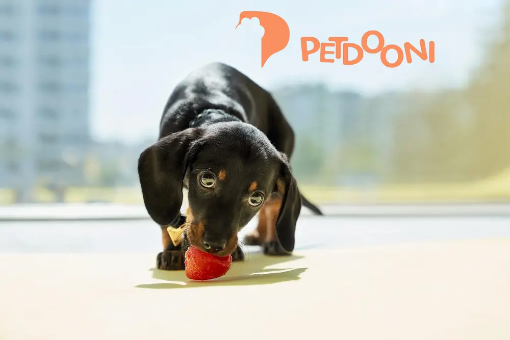 راهنمای کامل خرید بهترین توپ بازی سگ برای نژادهای مختلف | ایمنی، جنس و اندازه مناسب در پت شاپ آنلاین پت دونی 1404